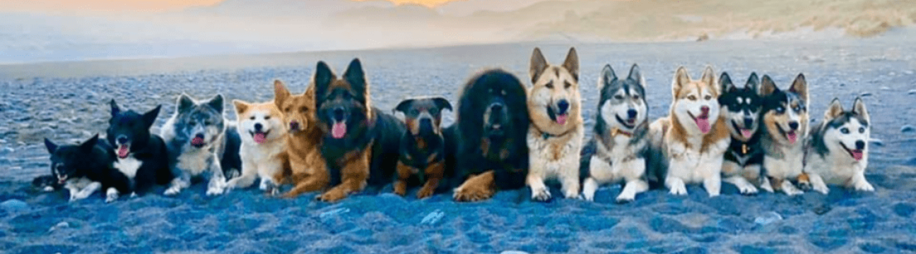 Pet Group