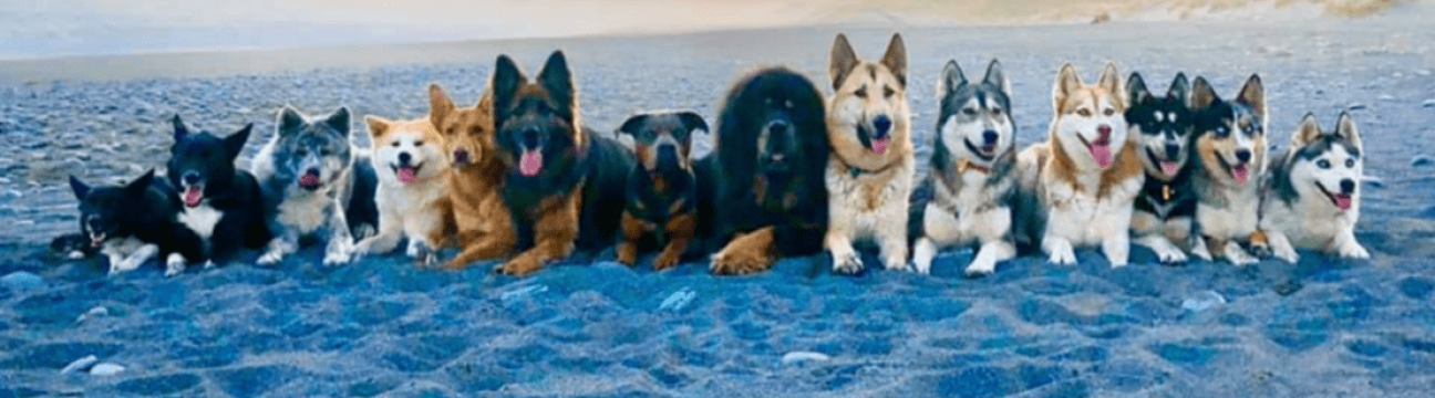 Help The Animals