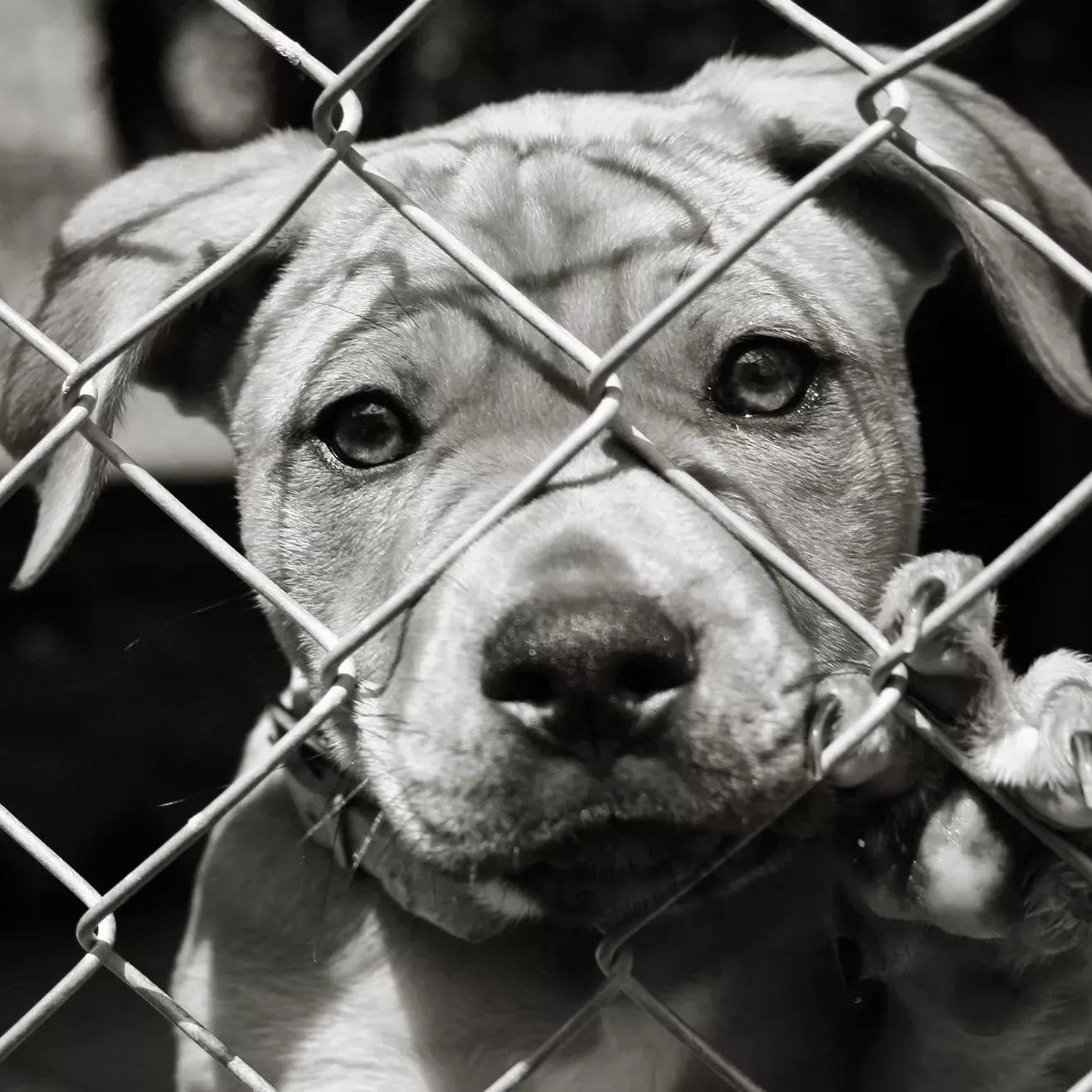 Help The Animals